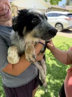 Smudge, a male Australian Cattle Dog and Australian Shepherd for sale in Fort Worth, TX – 2 of 5