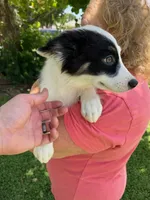Zoey, a female Australian Cattle Dog and Australian Shepherd for sale in Fort Worth, TX – 6 of 9