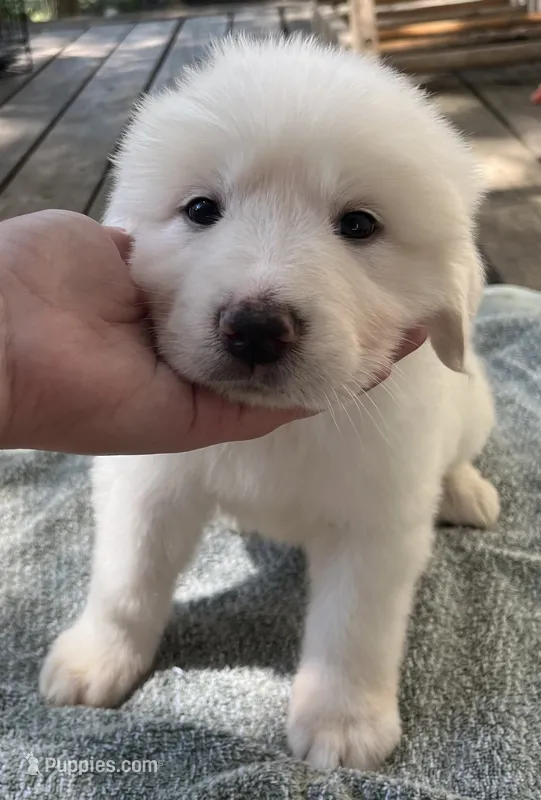 Tim – Great Pyrenees puppy for sale in Gardner, KS