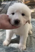 Tim, a male Great Pyrenees for sale in Gardner, KS – 1 of 1