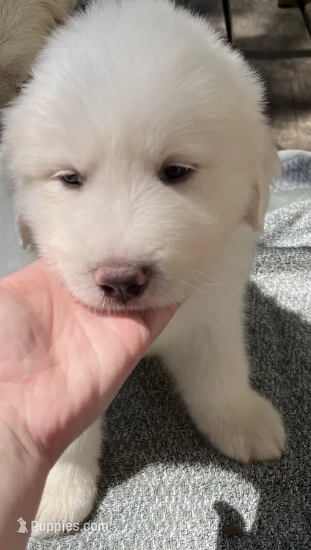 Bubba – Great Pyrenees puppy for sale in Gardner, KS
