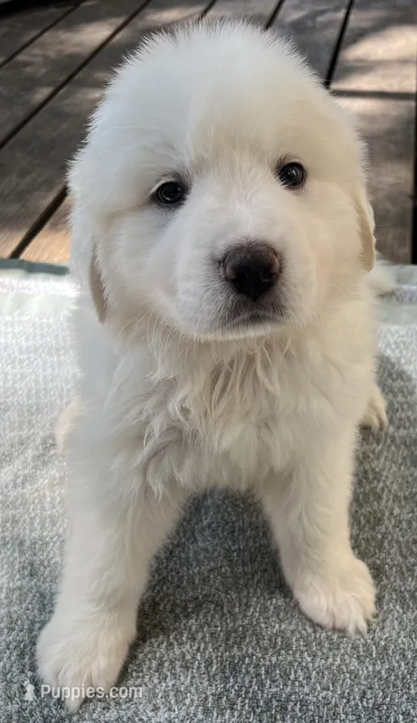 Steve – Great Pyrenees puppy for sale in Gardner, KS