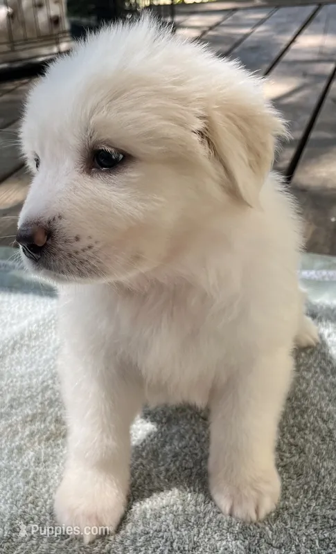 Tina – Great Pyrenees puppy for sale in Gardner, KS