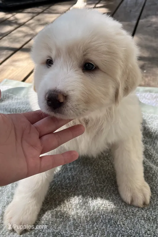 Larry – Great Pyrenees puppy for sale in Gardner, KS