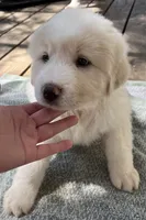 Larry, a male Great Pyrenees for sale in Gardner, KS – 1 of 1