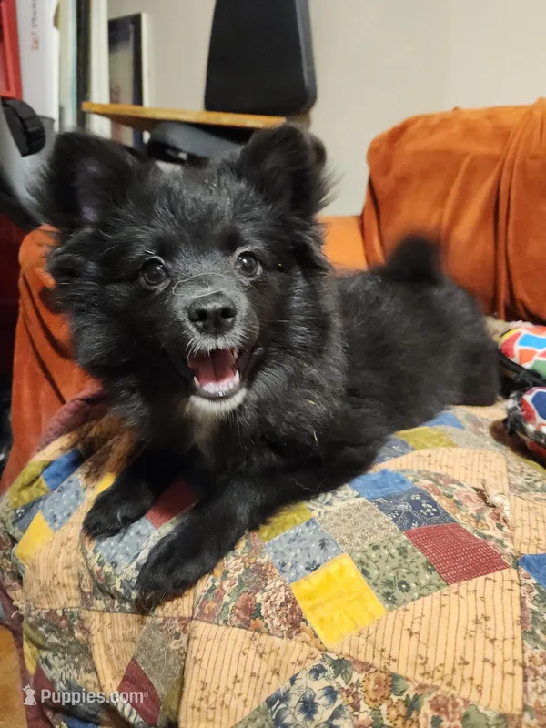 Cupid – Pomeranian, Pomsky puppy for sale in Gwinn, MI