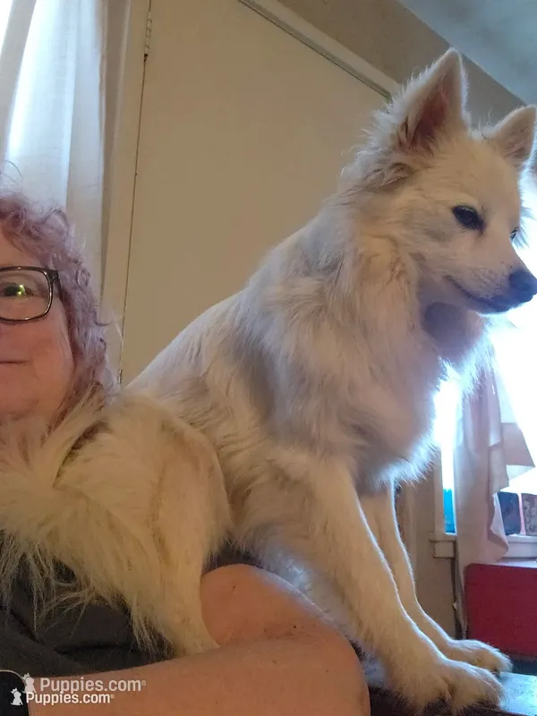 Steven , a male American Eskimo and Pomsky for sale in Gwinn, MI – 1 of 1