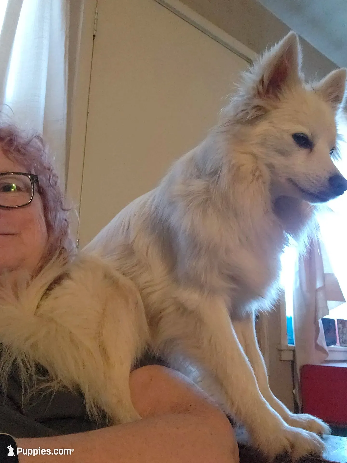Steven , a male American Eskimo and Pomsky for sale in Gwinn, MI – 1 of 1