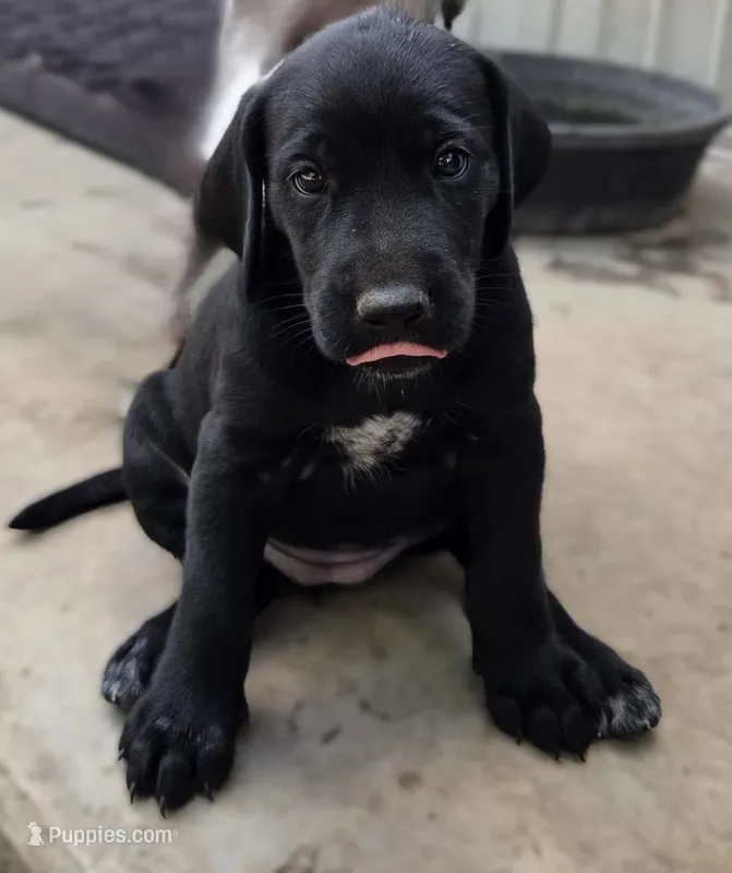 Female 3 BW – German Shorthaired Pointer, Labrador Retriever puppy for sale in Hondo, TX