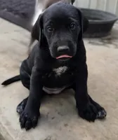 Female 3 BW, a female German Shorthaired Pointer and Labrador Retriever for sale in Hondo, TX – 1 of 1