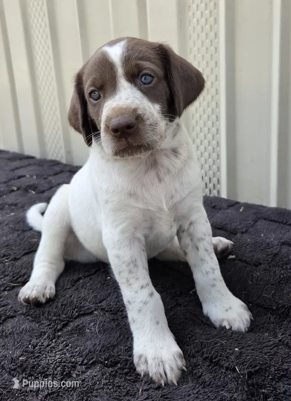 Female 1 WB – German Shorthaired Pointer, Labrador Retriever puppy for sale in Hondo, TX
