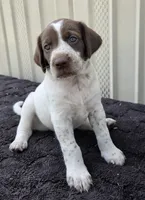 Female 1 WB, a female German Shorthaired Pointer and Labrador Retriever for sale in Hondo, TX – 1 of 1