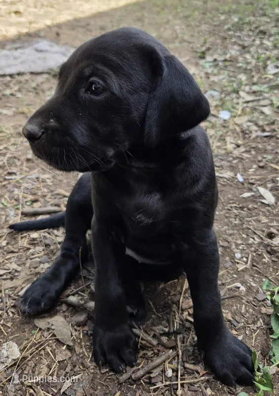 Female 2 AB – German Shorthaired Pointer, Labrador Retriever puppy for sale in Hondo, TX