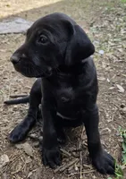 Female 2 AB, a female German Shorthaired Pointer and Labrador Retriever for sale in Hondo, TX – 1 of 1