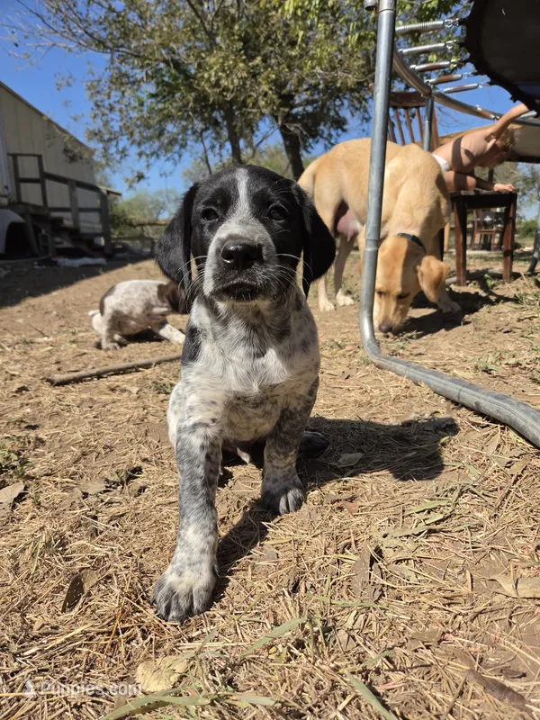 Male 2 BW – German Shorthaired Pointer, Labrador Retriever puppy for sale in Hondo, TX