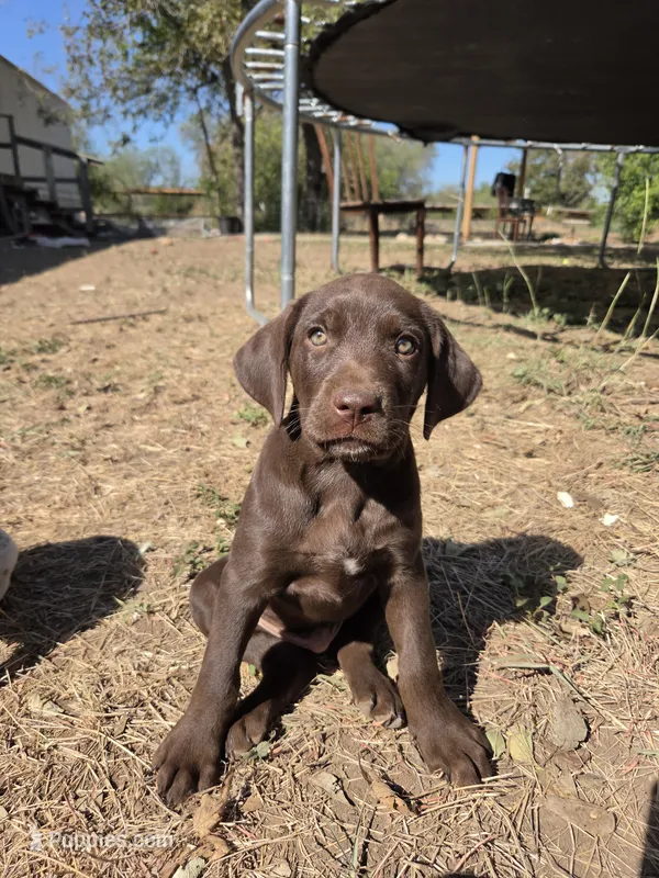 Male 1 AB – German Shorthaired Pointer, Labrador Retriever puppy for sale in Hondo, TX