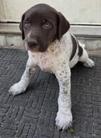 Male 4 Brown and white, a male German Shorthaired Pointer and Labrador Retriever for sale in Hondo, TX – 1 of 1