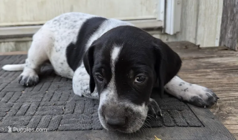 Male 3 BW – German Shorthaired Pointer, Labrador Retriever puppy for sale in Hondo, TX