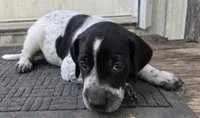 Male 3 BW, a male German Shorthaired Pointer and Labrador Retriever for sale in Hondo, TX – 1 of 1