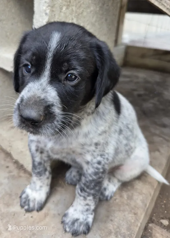 Male 2 BW – German Shorthaired Pointer, Labrador Retriever puppy for sale in Hondo, TX