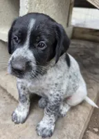 Male 2 BW, a male German Shorthaired Pointer and Labrador Retriever for sale in Hondo, TX – 1 of 1