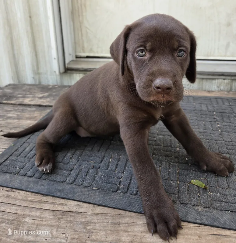 Female 4 B – German Shorthaired Pointer, Labrador Retriever puppy for sale in Hondo, TX