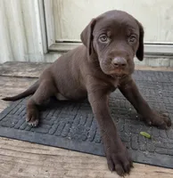 Female 4 B, a female German Shorthaired Pointer and Labrador Retriever for sale in Hondo, TX – 1 of 1