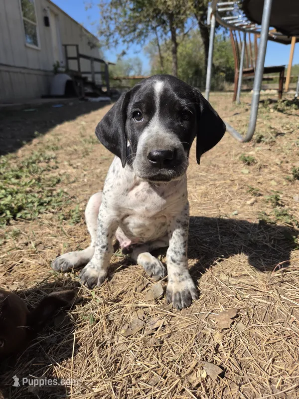 Male 3 BW – German Shorthaired Pointer, Labrador Retriever puppy for sale in Hondo, TX