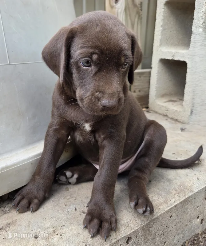 Male 1 AB – German Shorthaired Pointer, Labrador Retriever puppy for sale in Hondo, TX