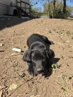 Female 2 AB, a female German Shorthaired Pointer and Labrador Retriever for sale in San Antonio, TX – 1 of 2
