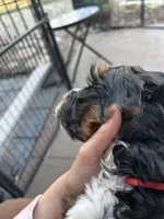 Sheldon, a male Miniature Bernedoodle for sale in New Richmond, WI – Photo 6 of 7