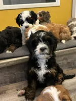 Sheldon, a male Miniature Bernedoodle for sale in New Richmond, WI – Photo 2 of 7