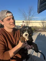 Sheldon, a male Miniature Bernedoodle for sale in New Richmond, WI – Photo 7 of 7
