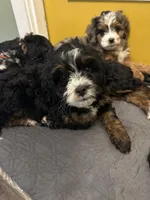 Sheldon, a male Miniature Bernedoodle for sale in New Richmond, WI – Photo 3 of 7