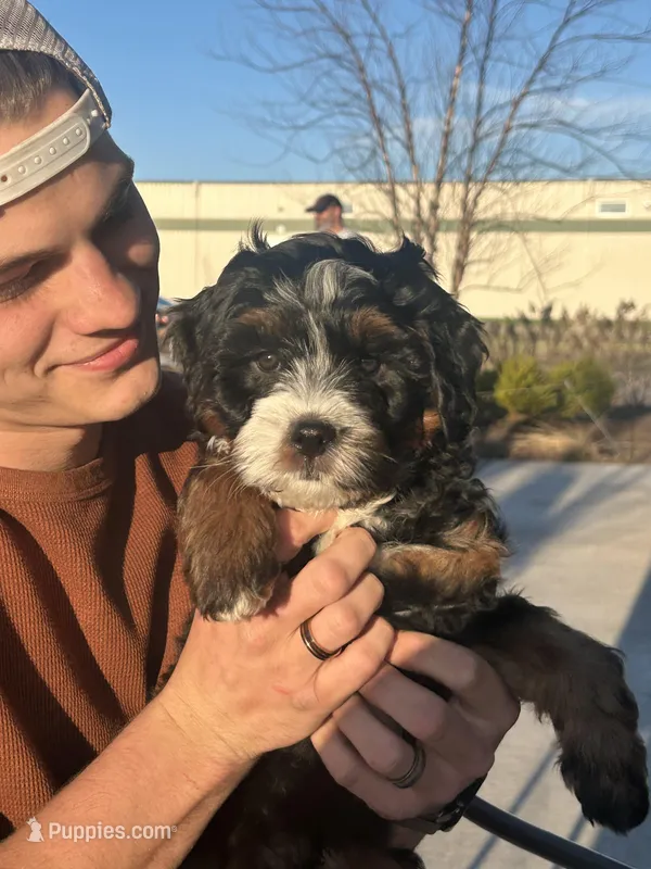 Sheldon – Miniature Bernedoodle puppy for sale in New Richmond, WI