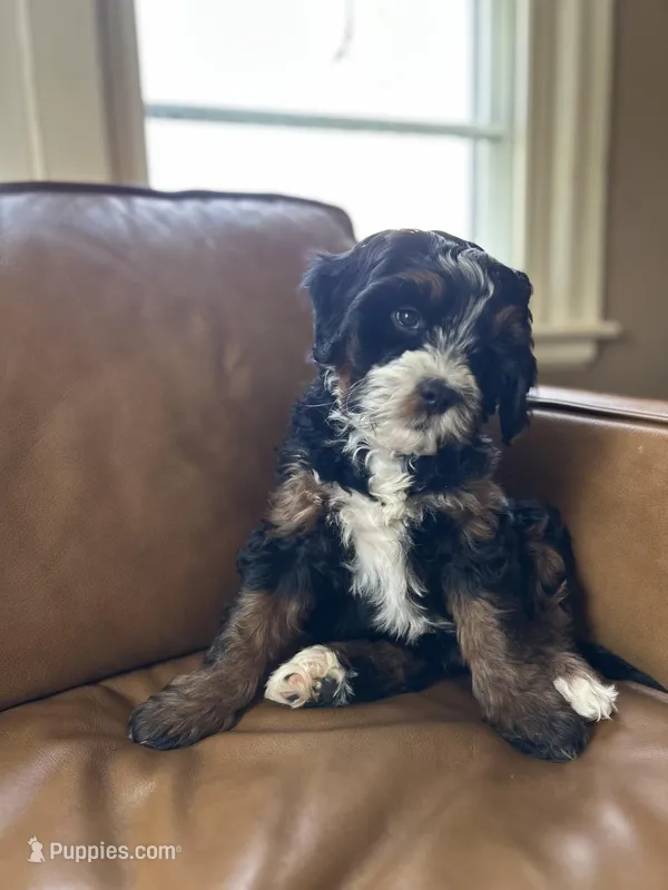 Sheldon – Miniature Bernedoodle puppy for sale in New Richmond, WI
