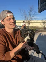 Sheldon, a male Miniature Bernedoodle for sale in New Richmond, WI – Photo 4 of 7