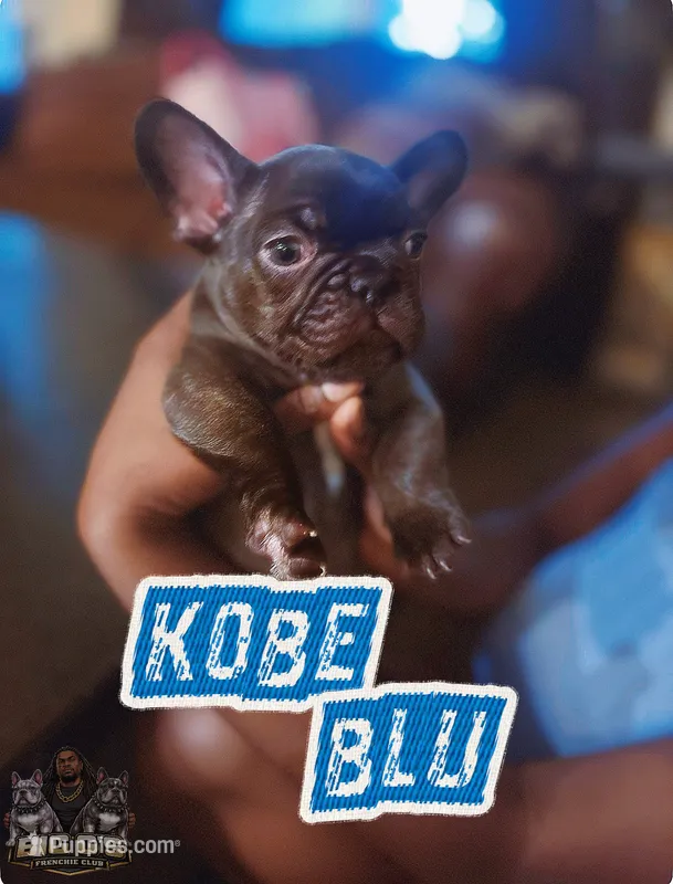 Kobe blue  – French Bulldog puppy for sale in Winston-Salem, NC