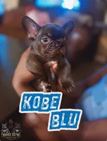 Kobe blue , a male French Bulldog for sale in Winston-Salem, NC – 1 of 2