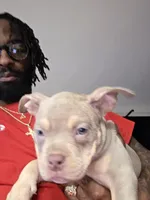 Lilly, a female American Bully for sale in Toledo, OH – Photo 1 of 2