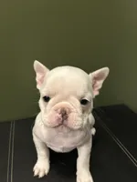 Bingo, a male French Bulldog for sale in Watertown, TN – 2 of 2