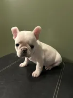 Banjo, a male French Bulldog for sale in Watertown, TN – 2 of 2