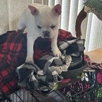 Micah, a female French Bulldog for sale in Watertown, TN – Photo 3 of 7