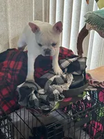 Micah, a female French Bulldog for sale in Watertown, TN – Photo 3 of 7