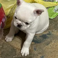 Micah, a female French Bulldog for sale in Watertown, TN – Photo 5 of 7