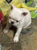 Micah, a female French Bulldog for sale in Watertown, TN – Photo 5 of 7