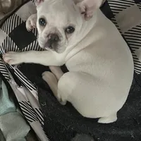 Micah, a female French Bulldog for sale in Watertown, TN – Photo 1 of 7