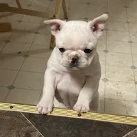 Micah, a female French Bulldog for sale in Watertown, TN – Photo 6 of 7