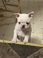 Micah, a female French Bulldog for sale in Watertown, TN – Photo 6 of 7