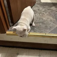 Micah, a female French Bulldog for sale in Watertown, TN – Photo 7 of 7